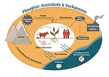 Natürlicher Phosphorkreislauf zwischen Boden, Lebewesen, Wasser und Gesteinsbildung, sowie Eingriffe durch den Menschen, z. B. durch Landwirtschaft, Phosphatabbau oder -recycling