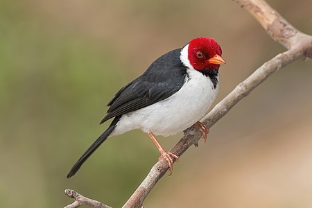 Yellow-billed cardinal, adult, by Charlesjsharp