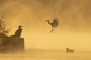 Beeld van die jaar 2022: 'n Witborskormorant (Phalacrocorax carbo), 'n kleinwitreier (Egretta garzetta) en'n kraageend (Mareca strepera) op die Taudaha-meer naby Katmandoe, Nepal.