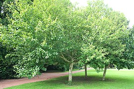 Mesteacăn caucazian (Betula medwediewii)