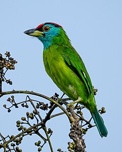 Blue-throated barbet, by Tagooty