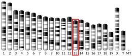 Chromosome 13 (mouse)