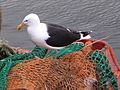 Mòng biển lớn lưng đen, Stornoway, Hebrides.