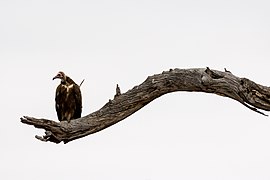 African hooded vulture in Kruger National Park