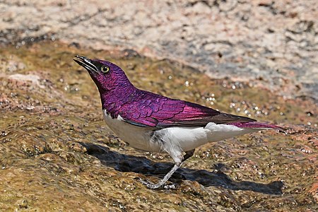 Violet-backed starling, male, by Charlesjsharp