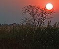 Okavango sunset