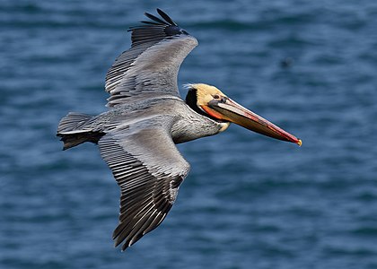 Brown pelican in flight, by Frank Schulenburg