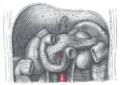 Ing duodenum at ing kundilat.