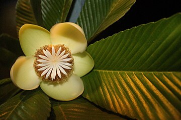 Flower of D. indica.