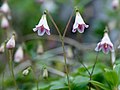 Linnaea borealis, flor lapona, que se convirtió en el símbolo de Linneo