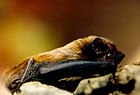 Noctule de Leisler