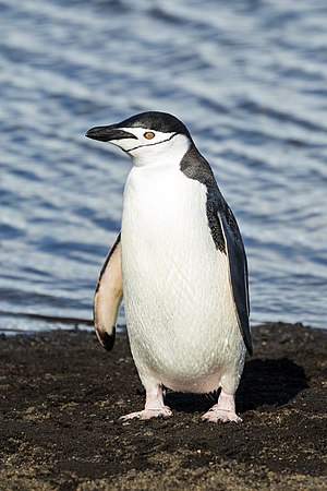 Chinstrap penguin