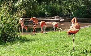 Flamants des Caraïbes.