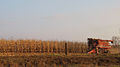 Image 3Harvesting corn in Jones County (from Iowa)