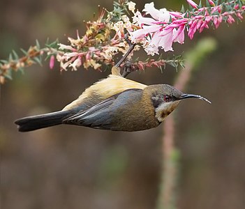 Eastern spinebill, female, by JJ Harrison