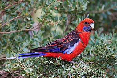 Crimson Rosella