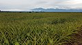 A Del Monte plantation of pineapple (Ananas comosus) plants in Bukidnon, the Philippines