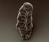 Hypsibius dujardini, un Tardigrada.