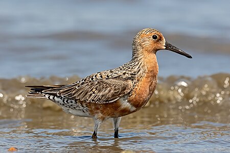 Red knot, breeding plumage, by Needsmoreritalin