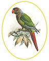 Molina's Parrot from Philip Lutley Sclater