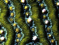 Brain coral releasing eggs