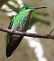 Green-crowned Brilliant