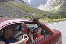 Fotografie nestora na střeše auta. Pasažérka na zadním sedadle i pasažér na předním si ho fotografují