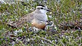 Female with chick - only the fourth record ever