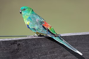 Red-rumped parrot