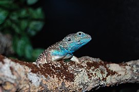 Xenagama batillifera.