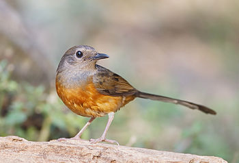 White-rumped Shama