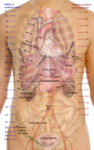 Surface projections of the organs of the trunk