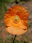 Mac armenesc (Papaver lateritium)