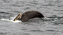 Photographie prise en mer où le bout de la tête d'un cachalot dépasse, avec dans la gueule un poisson de taille honnête.