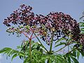 Sambucus canadensis (folhagem e frutos).