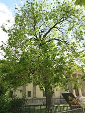 Sophora du Japon devant la galerie de Minéralogie et de Géologie, planté par 1747 par Bernard de Jussieu[49]