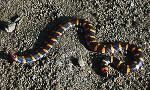 Cylindrophis ruffus, un Cylindrophiidae