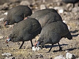 Numida meleagris damarensis porūšio šalmuotosios patarškos