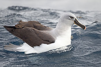 Grey-headed albatross