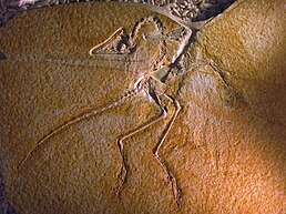 Викопний зразок Archaeopteryx lithographica