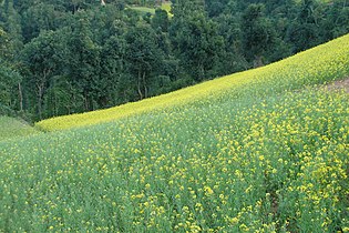 Glades near Tansen