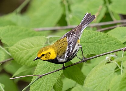 Black-throated green warbler, by Rhododendrites