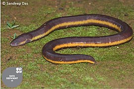 Une cécilie (Ichthyophis longicephalus), qui fait partie des amphibiens.