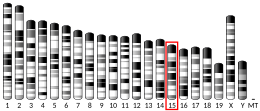 Chromosome 15 (mouse)