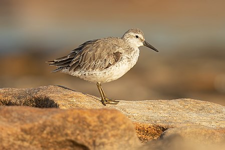 Red knot, non-breeding plumage , by JJ Harrison