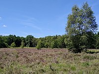 Smart's Heath, near Mayford