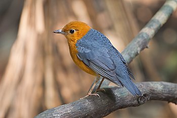 Orange-headed thrush