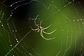 Mabel orchard spider, L. mabelae, Jamaica