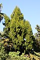 Dacrydium cupressinum