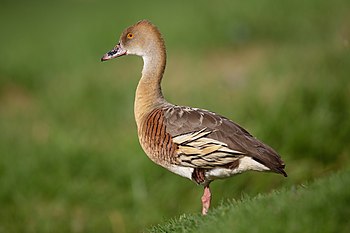 Plumed whistling duck